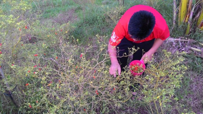 Santri Tanam Cabai, Tiap Minggu Panen 6 Kilo