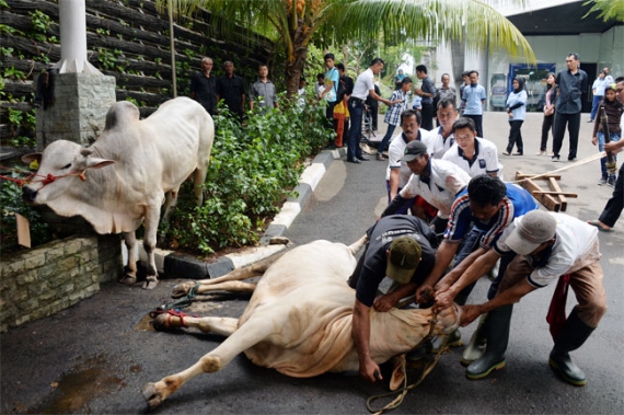 The Real meaning of “The Annual Festival of Sacrifice” (Ied Al-Adha) for Muslims