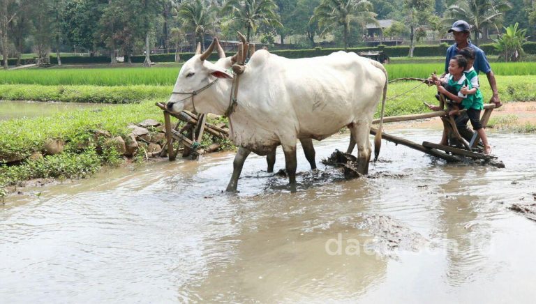 Belajar Bertani di Pasir Mukti